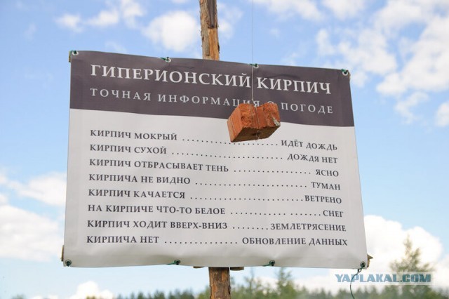 Еловый барометр