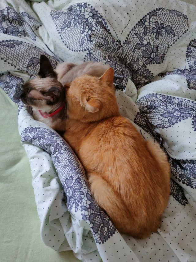 Мой котовторник