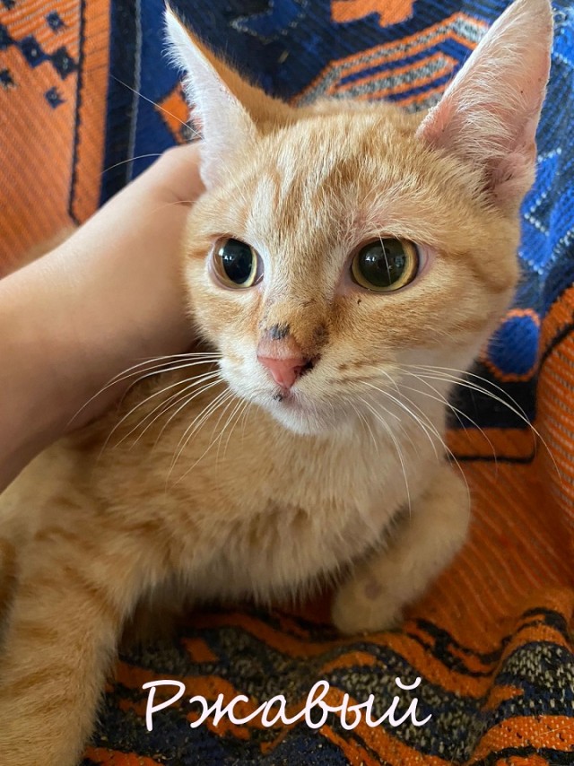 Жизнь домашнего приюта "Котоленд" 364