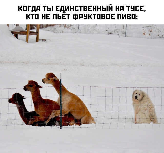 Местами суровая действительность (баяны)
