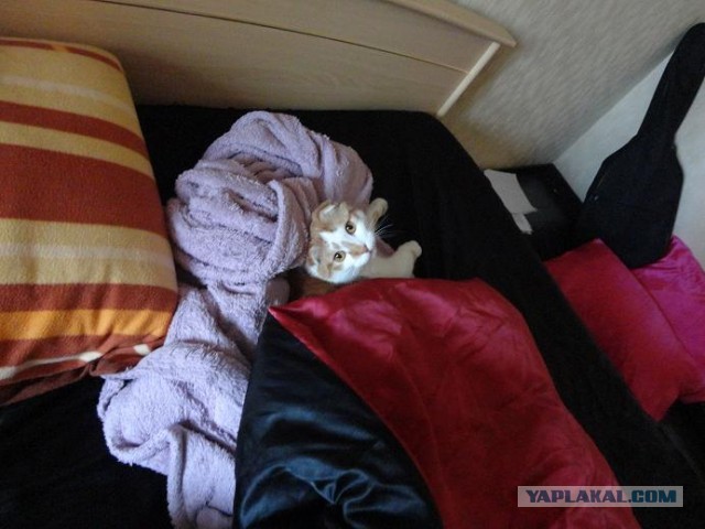 Котовторник 26.03.2013