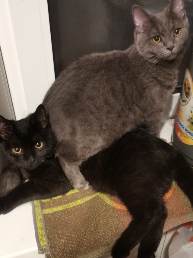 Кот Тимофей