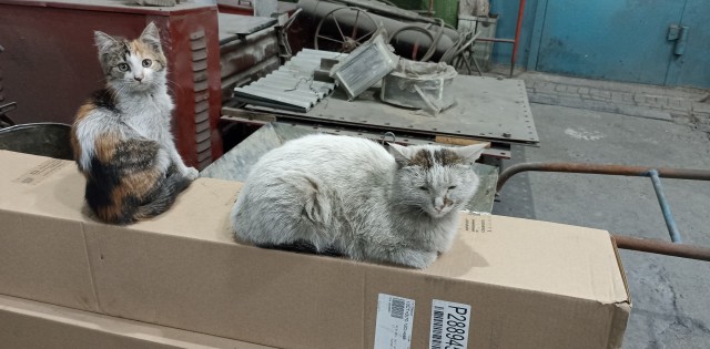 Коты пролетарии