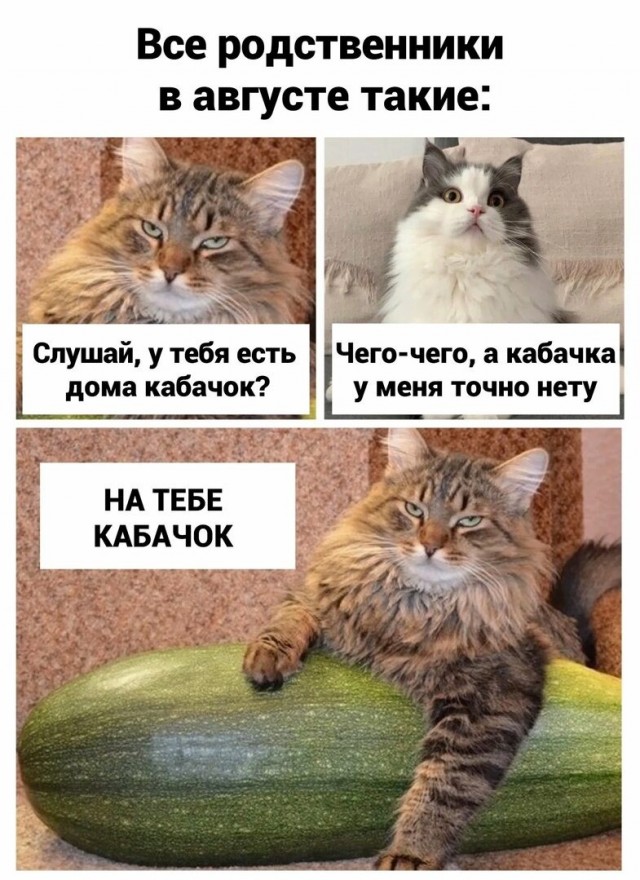 Мне сегодня предложили кабачок