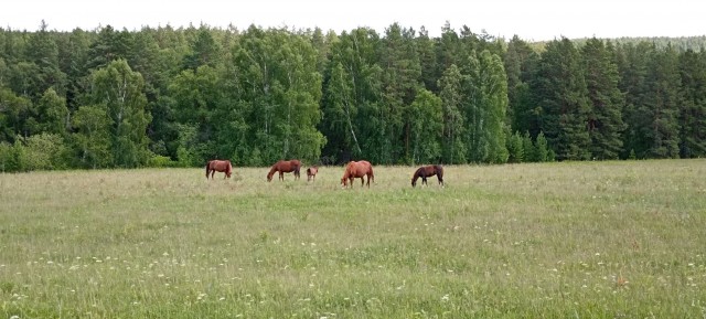 Сплав по реке Белая. Башкирия.