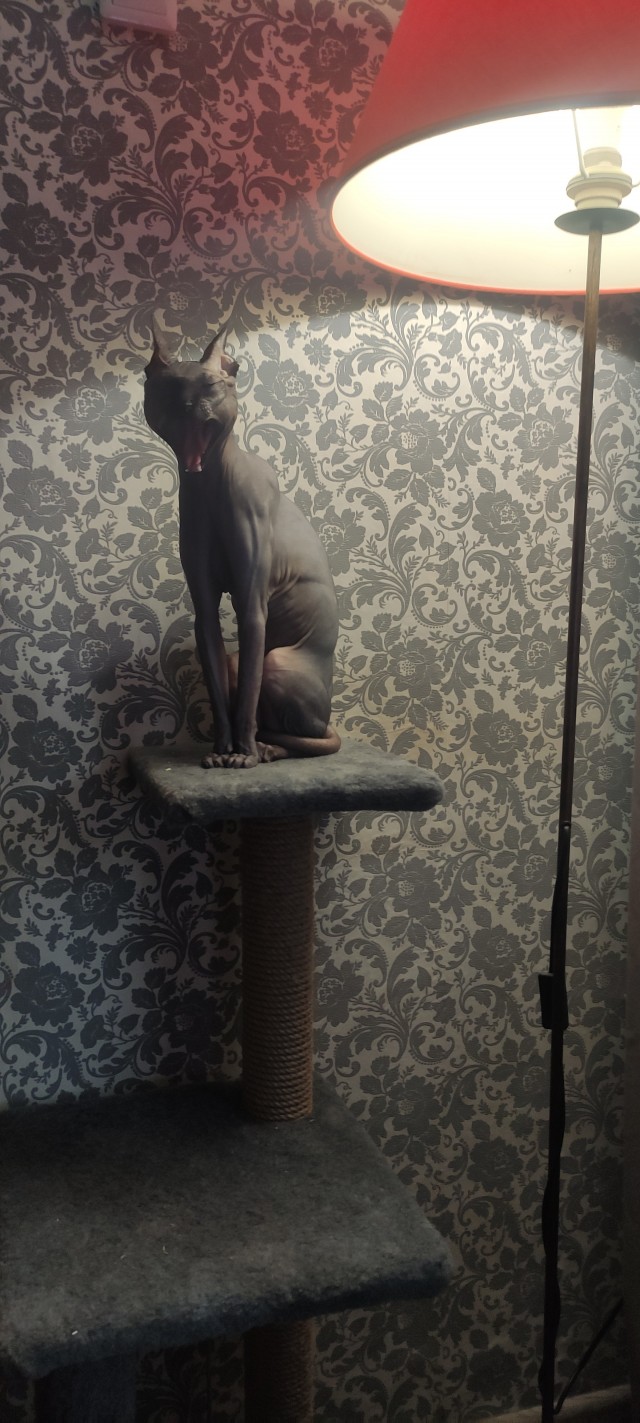 Comedy Pet Photo Awards 2020