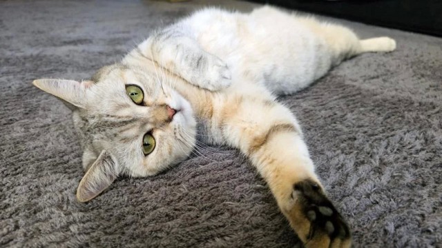 Каких людей кошки любят больше всего: 3 главные причины