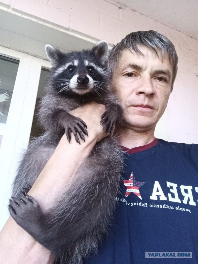 Детёныш енота проник в дом