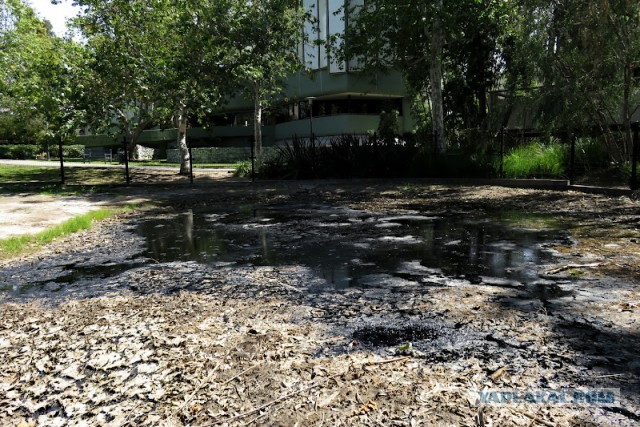 Битумные озера Ла-Брея (La Brea Tar Pits)