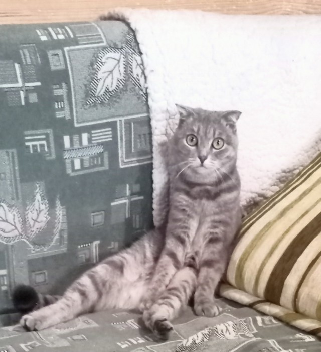 Кошкопортрет
