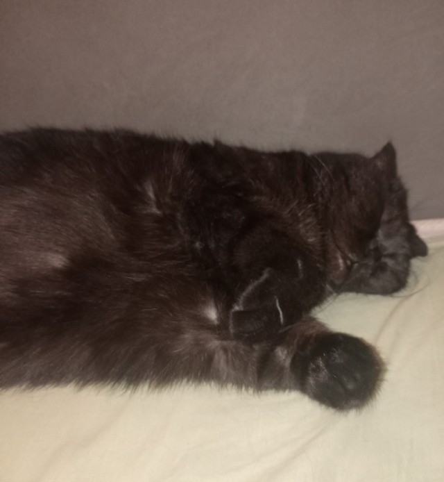 Котовторник и я теперь котораб