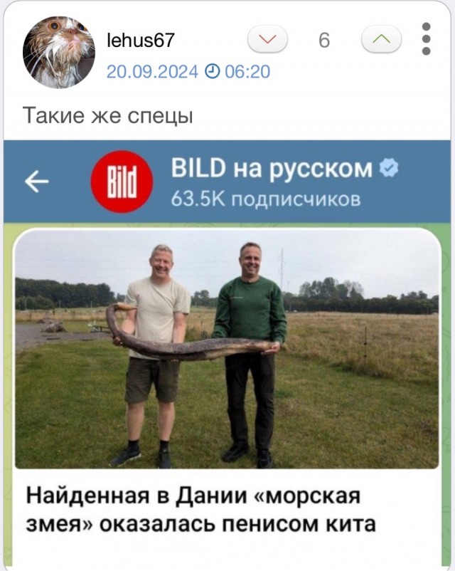 Найденная в Дании «морская змея» оказалась... пенисом кита
