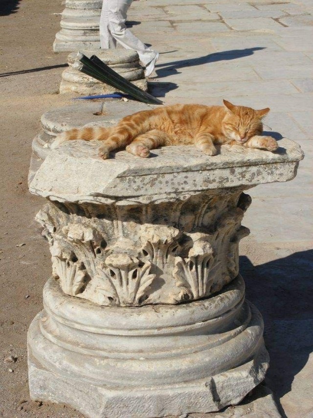 Кошки на развалинах города Помпеи