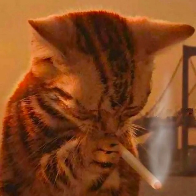Когда кот фанат В. Цоя
