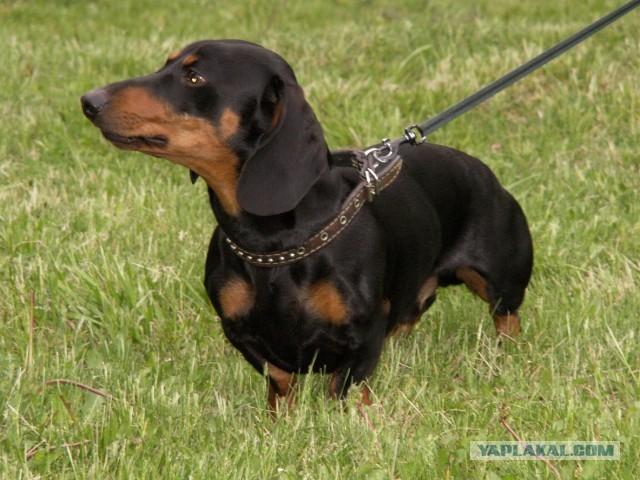 10 самых агрессивных пород собак