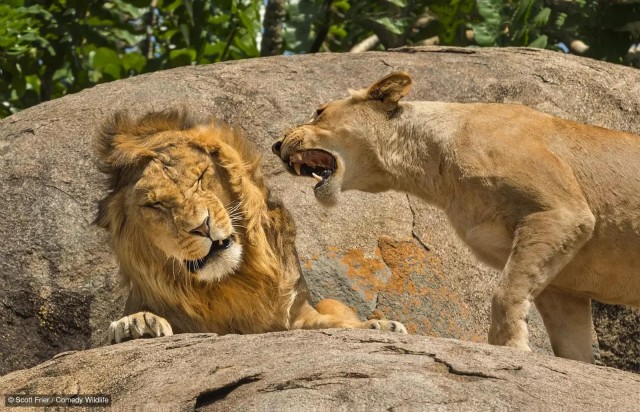 Самые смешные коты и кошки за всю историю комичного конкурса Comedy Wildlife Photography Awards