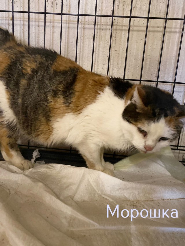 Жизнь домашнего приюта "Котоленд" 484