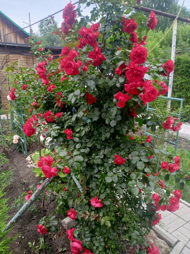 Роза