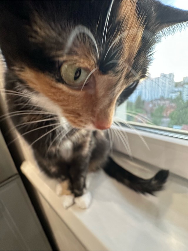 А котовторник уже пришёл?