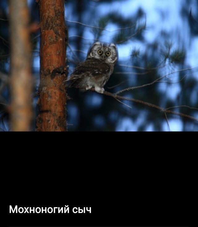 В России 16 февраля отмечают День совы