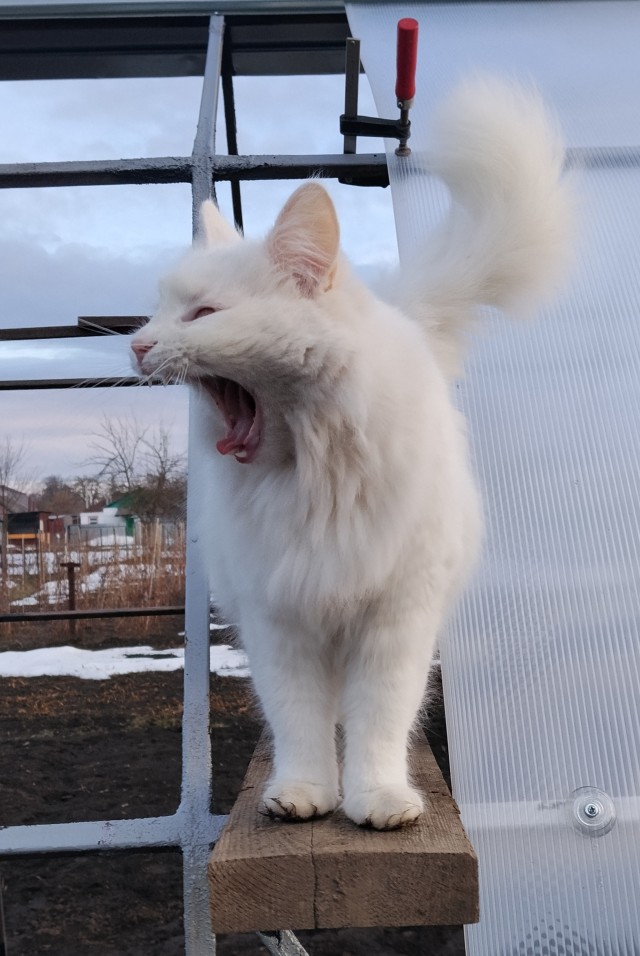 Наши коты