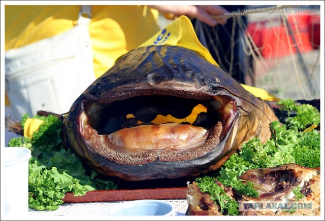 Международный чемпионат ухи 2013