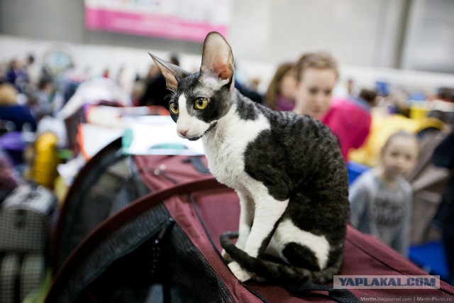 Международная выставка кошек Кэтсбург 2014