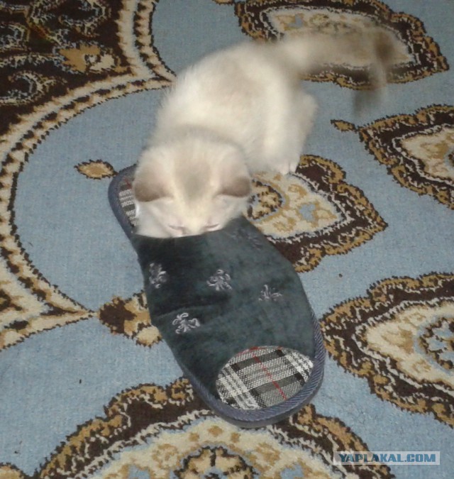 Рыжик из приюта