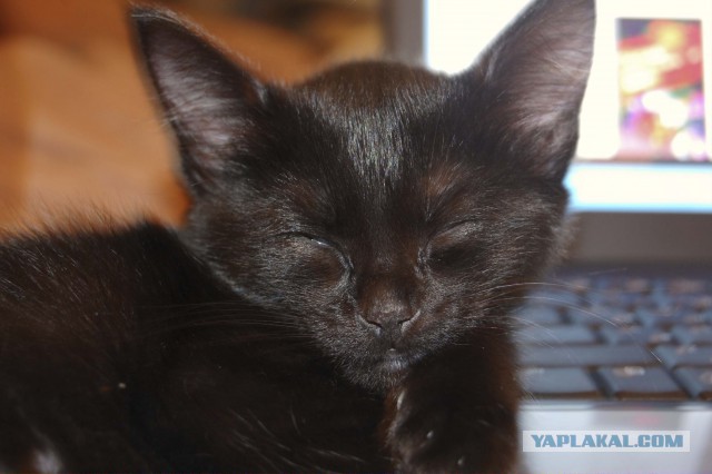 Котовторник 6.05.2014