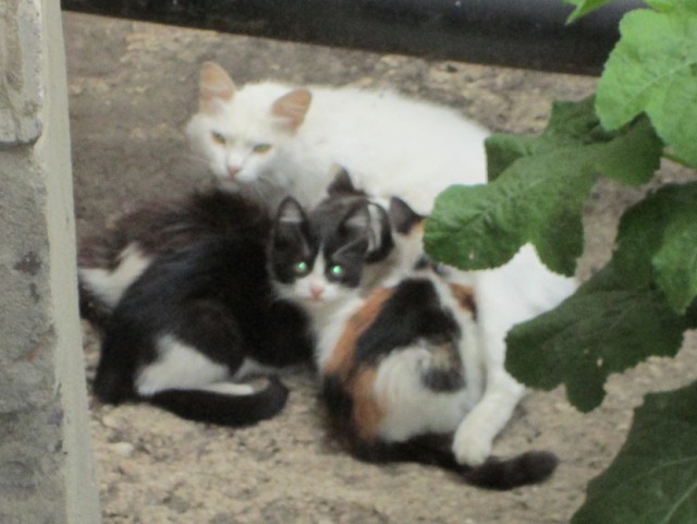 Котовторник 24.06.2014