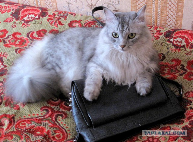 Котовторник 05.08.2014