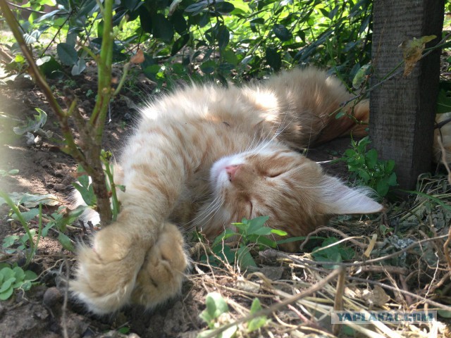 Котовторник 23.09.2014.