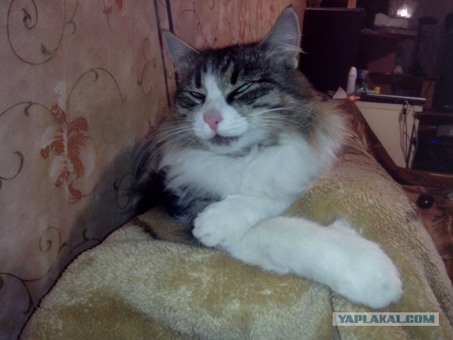Котовторник 25.11.2014