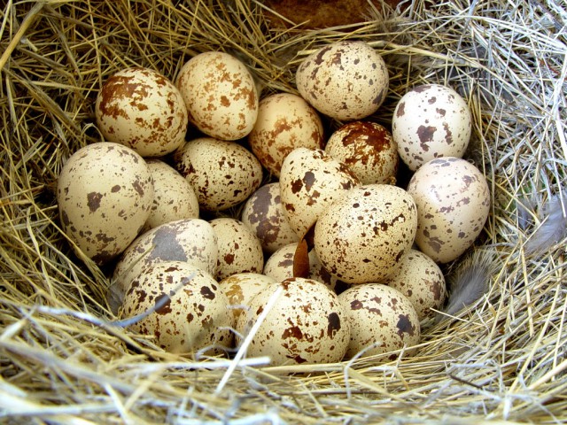 Правда и мифы о перепелиных яйцах