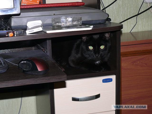 Котовторник.