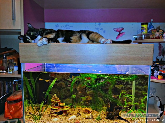 Котовторник 24.03.2015