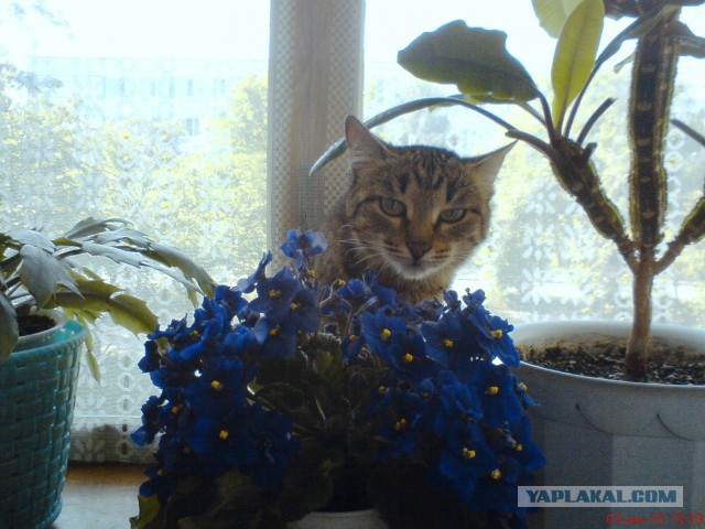 Котовторник   02.06.2015