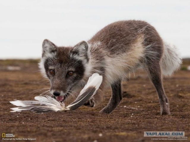 Лучшие фотографии от National Geographic за ноябрь
