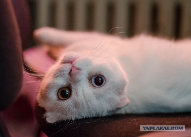 Котовторник