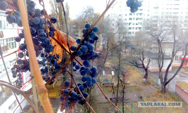 А из нашего окна...