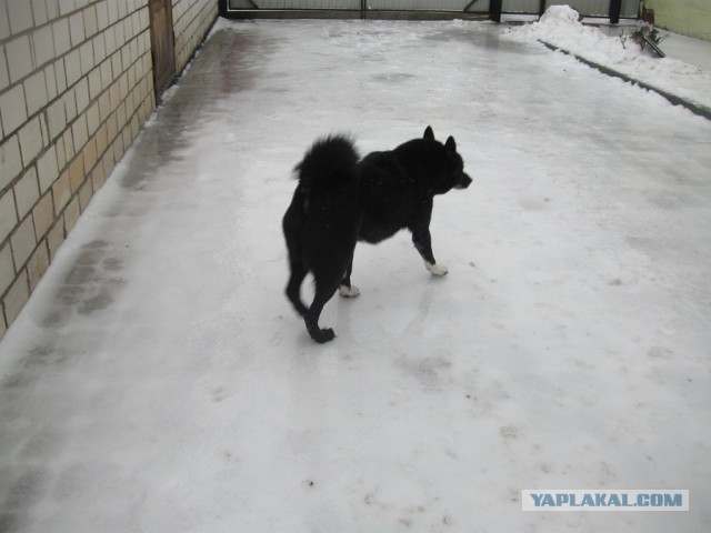 "Снежный шторм" в Москве