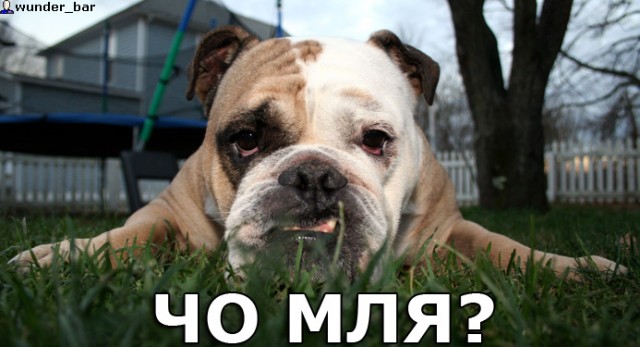 Фотожаба: ЧО?