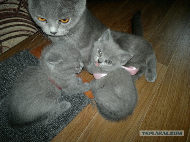 Котовторник 16.02.16