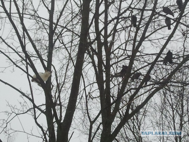 Весна пришла — коты прилетели!