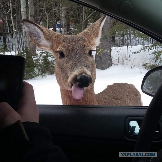 Картинки из этих, ваших...