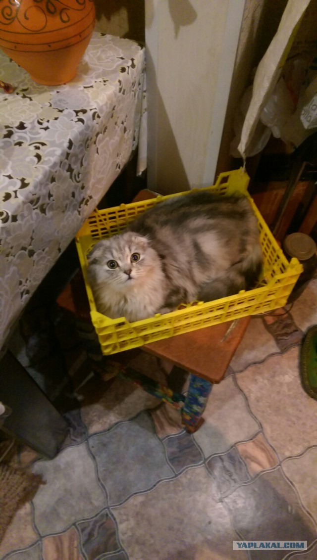 Котовторник 03.05.2016
