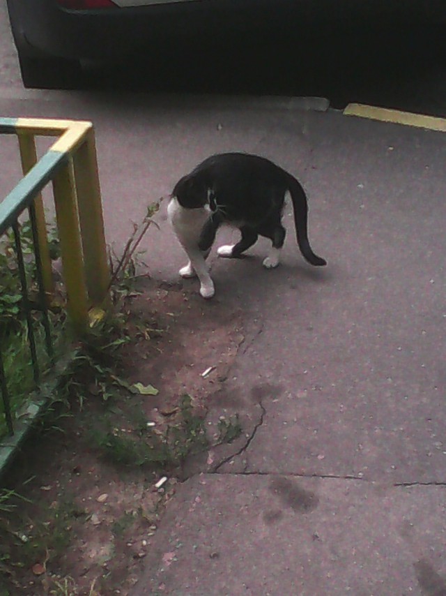 Котовторник 03.05.2016