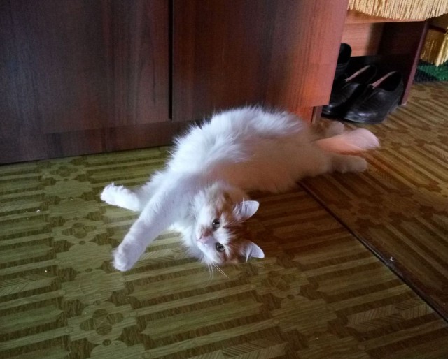 Кото-вторник 24 Мая 2016го :)