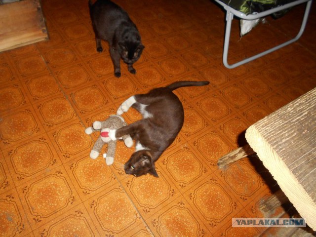 Жизнь домашнего приюта для котеек 116