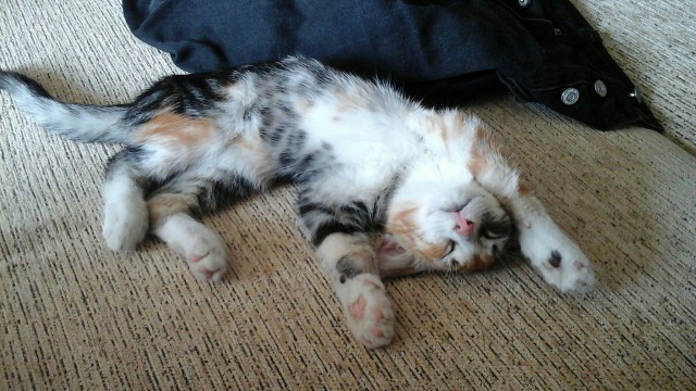 Котовторник 05.07.16